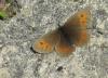 Erebia euryale